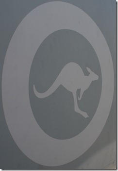 kangaroo kangaroo