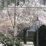 And Then It Shall Be Spring