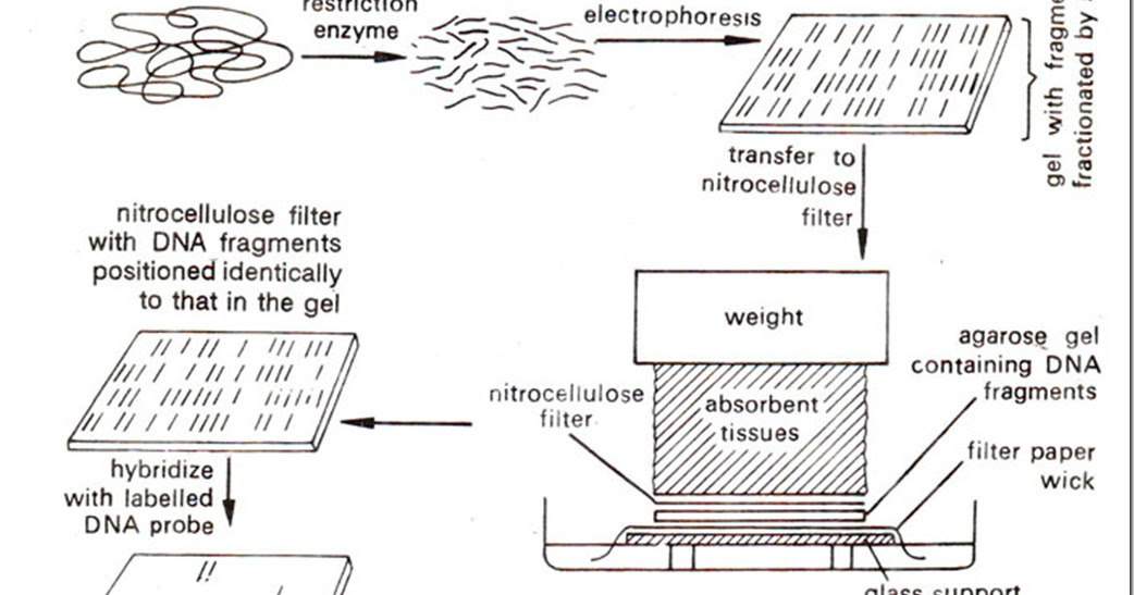 Southern Blotting Principle, Procedure and Application Biology Exams 4 U