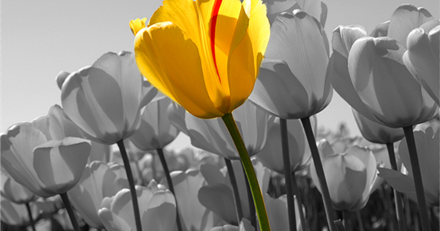 adobe photoshop 8.0 color splash tutorial