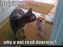 funny-cat-pictures-untitled2 funny-cat-pictures-untitled2