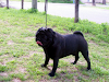 Pug  Carlinos Cachorros Negros Y Beige
