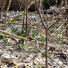 Rezerwat "Śnieżycowy Jar" dsc07034.jpg