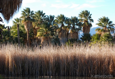 4. reeds n palms-kab 4. reeds n palms-kab