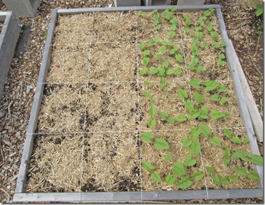 Provider beans (front) and Fresh Pick beans (rear)