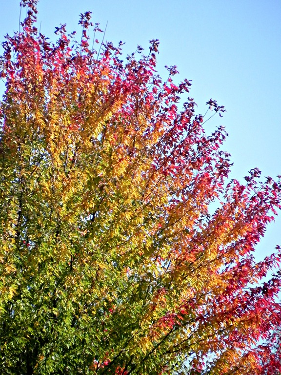 [ombre%2520fall%2520leaves%255B5%255D.jpg]