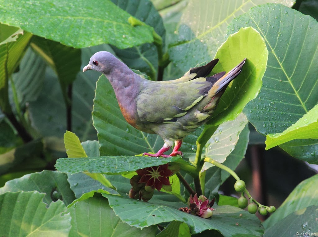 [pink-neck-green-pigeon3.jpg]