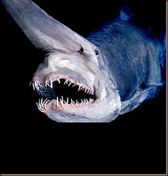 Amazing Animal Pictures Goblin Shark (1)