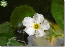 龍骨瓣莕菜 龍骨瓣莕菜