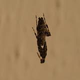 Uloborus walckenaerius - one of only 2 non-vemonous spiders in the UK.