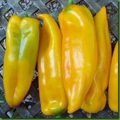 Pepper Cow Horn Yellow Pepper Cow Horn Yellow