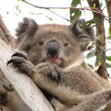 Make a home for Koala Clancy! Make a home for Koala Clancy!