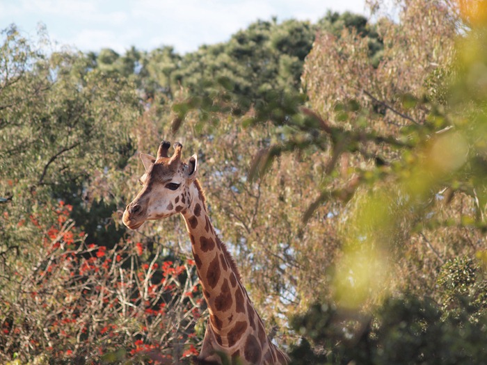 giraffe