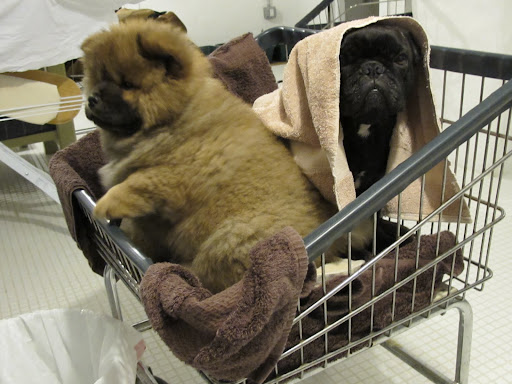 I'll just hide under this towel and maybe he'll go away.