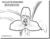 04_ecuador_lycaste-skinneri_flower_at_coloring-pages-book-for-kids-boys