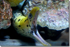 aquariumaugust2