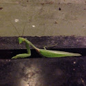 Praying mantis