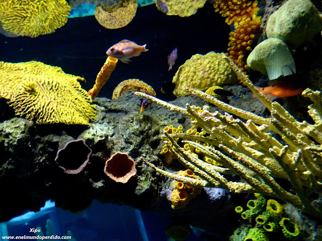 oceanario-de-lisboa-corales.JPG