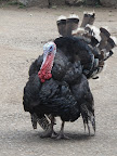 Wild Turkey