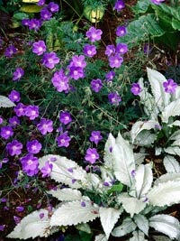 [lungwort%2520with%2520cranesbill%255B2%255D.jpg]