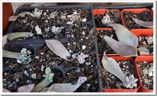 120202_leaf-cuttings3 120202_leaf-cuttings3
