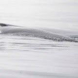 Sei whale