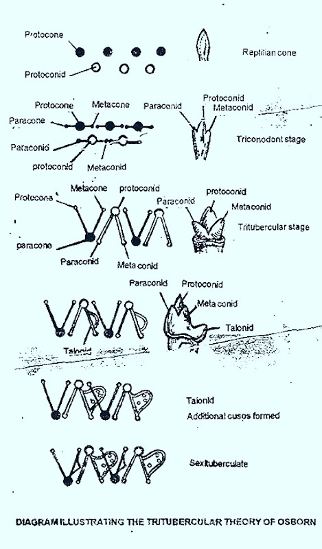 MAMMALS-MOLAR-EVOLUTION