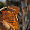 DSC_0698.JPG