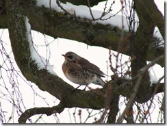 fieldfare