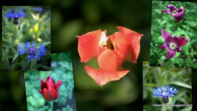 blommor