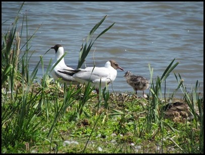 B Avocet and gull Chick