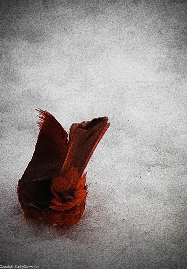 [cardinal%2520flower%2520lr%2520%25281%2520of%25201%2529%255B5%255D.jpg]