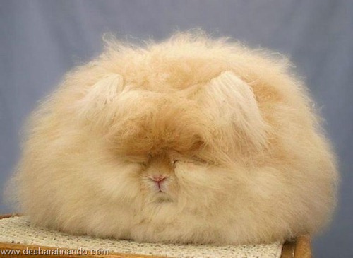 coelho angora peludo desbaratinando (22) coelho angora peludo desbaratinando (22)