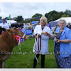 Cattle 012.jpg