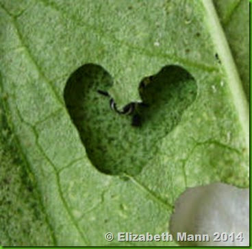 Monarch heart