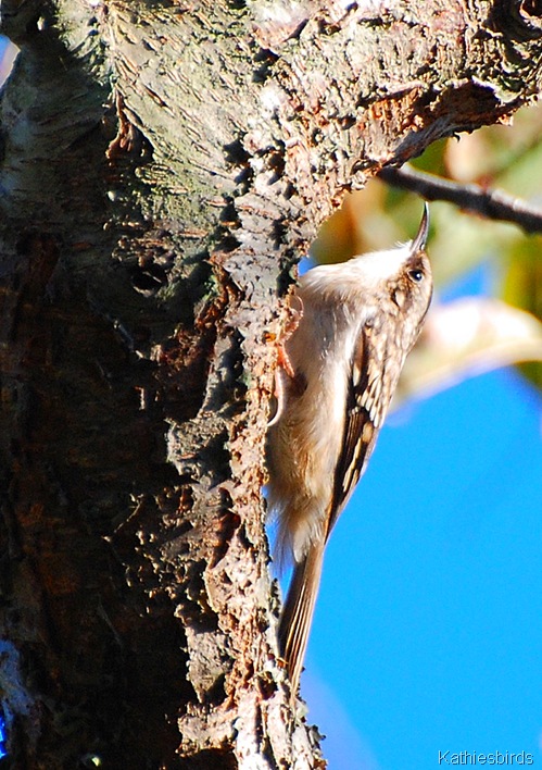 8. Brown creeper-kab