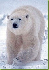 oso blanco