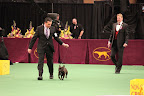 I tried to stay focused but a cute French Bulldog caught my eye.  Oh, how I miss my Frenchies!