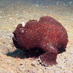 Frogfish (Lembeh Strait)