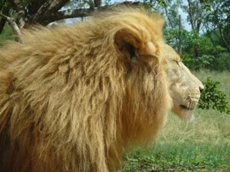 Lion Park Johannesburg