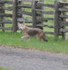 Whew!!! It looks like the coyote is leaving.  I think we're safe for now.