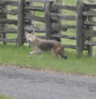 Whew!!! It looks like the coyote is leaving.  I think we're safe for now.