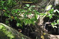 pinoyecofarm november_0062.JPG
