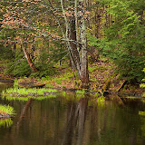 Small Pond in the Spring / Porcupine Mountains State Park Wilderness Area / Western edge of Upper Mi on Lake Superior