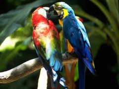 parrot-kiss_97607-480x360