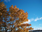 Autumn leaves