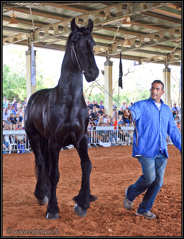 il/Фото: Stallion Show 2011 (20110416 stllion show 112 2512)