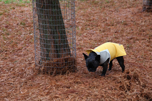 You must remember a little problem I have with chewing bark?  I actually think I can gnaw a tree, cause it to fall, and get the squirrel hiding in it.  I'm afraid this fencing is more of a Francesca-proofing than winter-proofing!