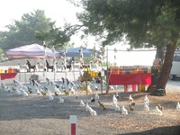 IMG_1151 IMG_1151
