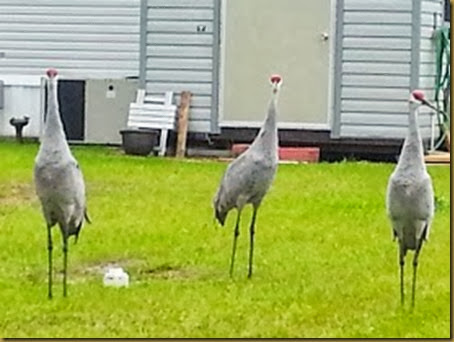 sand hill cranes